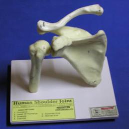 human shoulder joint